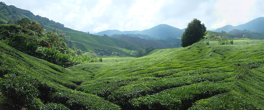 Tea plantation