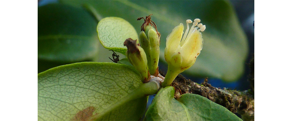 Leaves of catuaba tree