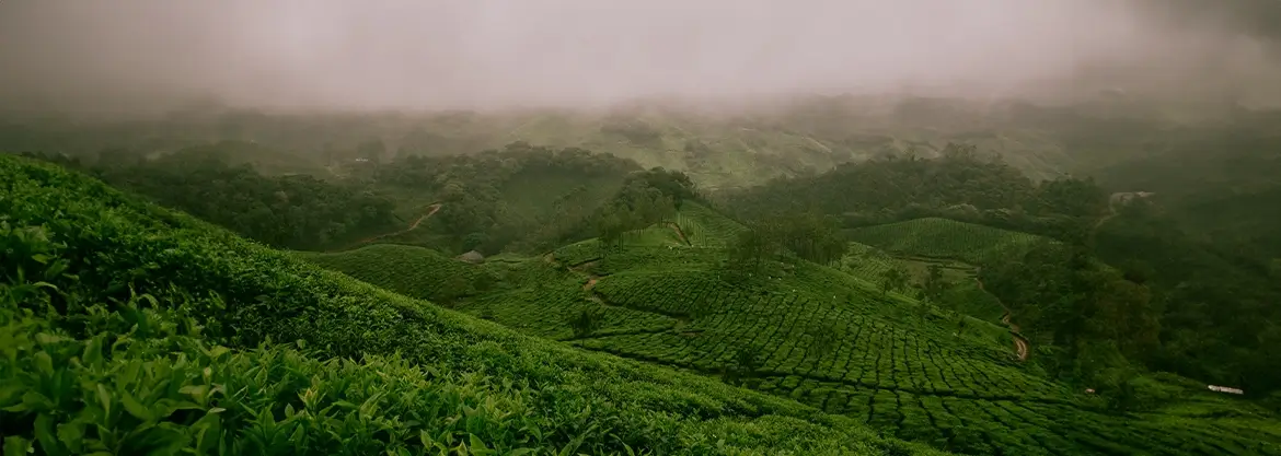 Yerba mate plantation