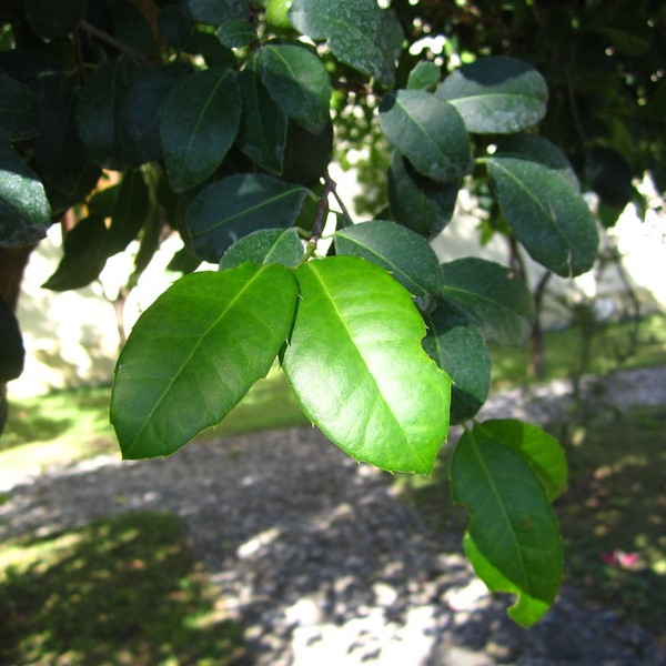 Ilex paraguariensis without secrets – yerba mate with a botanist's eye