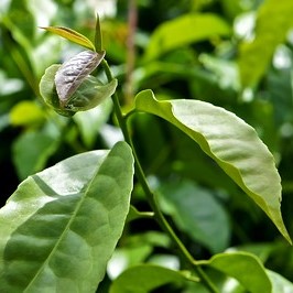 Do you like yerba mate? You'll love guayusa! The forgotten sister of yerba mate is back in the game