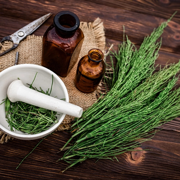 Field horsetail – Equisetum arvense. Nature's underestimated treasure