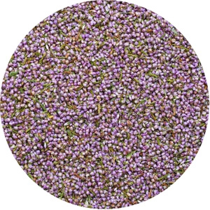 Mary Rose – Heather 30g